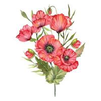 rood papaver bloemen waterverf illustratie, hand- geschilderd wilde bloemen boeket. perfect voor bruiloft uitnodigingen, bruids douche en bloemen groet kaarten vector