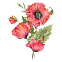 rood papaver bloemen waterverf illustratie, hand- geschilderd wilde bloemen boeket. perfect voor bruiloft uitnodigingen, bruids douche en bloemen groet kaarten vector