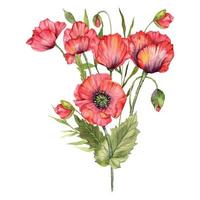 rood papaver bloemen waterverf illustratie, hand- geschilderd wilde bloemen boeket. perfect voor bruiloft uitnodigingen, bruids douche en bloemen groet kaarten vector