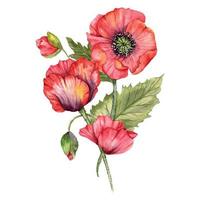 rood papaver bloemen waterverf illustratie, hand- geschilderd wilde bloemen boeket. perfect voor bruiloft uitnodigingen, bruids douche en bloemen groet kaarten vector