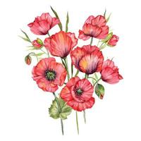 rood papaver bloemen waterverf illustratie, hand- geschilderd wilde bloemen boeket. perfect voor bruiloft uitnodigingen, bruids douche en bloemen groet kaarten vector