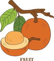 ximenia fruit illustratie vector