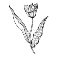 lijn kunst clip art met tulp bloem vector
