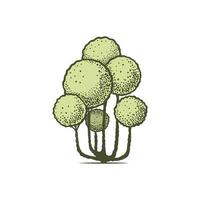 schetsen van vormsnoei naald- bomen. geschoren thuja bonsai. meetkundig bomen voor reclame en landschap ontwerp. geïsoleerd Aan wit achtergrond. vector