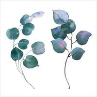 waterverf vector bloemen illustratie reeks - eucalyptus groen bladeren. voor bruiloft stationair, hartelijk groeten, achtergronden, mode, achtergrond