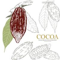 cacao hand- getrokken illustratie vector verzameling