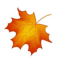 herfst esdoornblad vector op een witte achtergrond