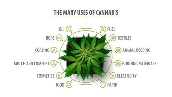 veel gebruik van cannabis, witte poster met infographic en greenbush van cannabisplant, bovenaanzicht vector