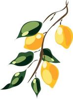 vector beeld van een Afdeling met citroenen en bladeren. drie citroenen.