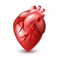menselijk hart illustratie, vector illustratie