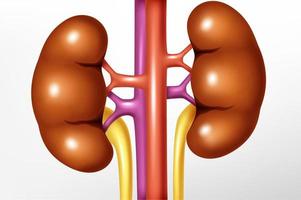 menselijk nier realistisch, vector illustratie
