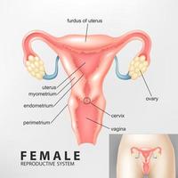 diagram van vrouw voortplantings- systeem, vector illustratie