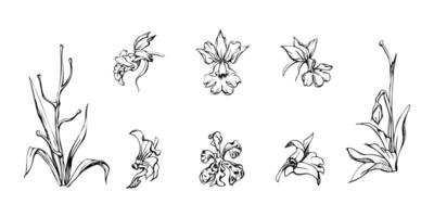 hand- getrokken vector inkt orchidee bloemen en takken, monochroom, gedetailleerd schets. single bloemen, bladeren, stengels. geïsoleerd Aan wit achtergrond. ontwerp voor muur kunst, bruiloft, afdrukken, tatoeëren, omslag, kaart.
