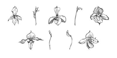 hand- getrokken vector inkt orchidee bloemen en takken, monochroom, gedetailleerd schets. single bloemen, bladeren, stengels. geïsoleerd Aan wit achtergrond. ontwerp voor muur kunst, bruiloft, afdrukken, tatoeëren, omslag, kaart.