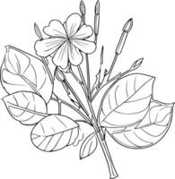 botanisch lijn tekening, wijnoogst botanisch kleur Pagina's, botanisch elementen, botanisch bloem illustratie, botanisch illustratie zwart en wit, botanisch lijn tekening bladeren, botanisch lijn kunst. vector