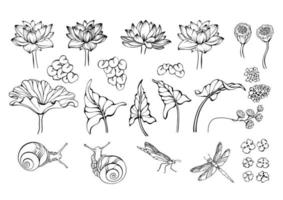 lotus, slak, libel, en reeks van meer planten. vector illustraties.