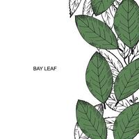 baai blad set. hand- trek laurier boom Afdeling en bladeren. illustratie symbool van zege en geurig Koken spice.label, folder, spandoek. ontwerp element.achtergrond voor tekst. vector