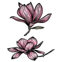 roze magnoliabloem en bladtekeningillustratie met lijntekeningen op witte achtergronden. vector illustratie