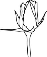 schetsen van roos bloem vector