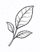 hand- getrokken illustratie van takje met bladeren van thee of munt. hand- getrokken schetsen. symbool van biologisch en natuurlijk voedsel vector