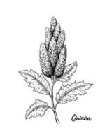 hand getrokken quinoa tak geïsoleerd op een witte achtergrond. vectorillustratie in schetsstijl vector