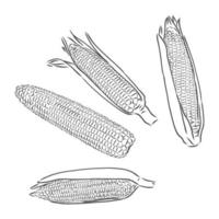 Zoete maïs. vector hand getrokken groenten geïsoleerd op een witte achtergrond. maïs vector schets op een witte achtergrond