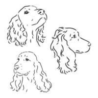 hondenras cocker spaniel snuit, schets vectorafbeeldingen zwart-wit tekening vector