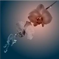 mooi orchidee bloemen. wijnoogst kaart. verdrietig humeur. vector