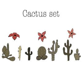 kleurrijk cactus reeks met bloemen vector