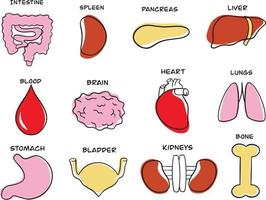 menselijk organen. anatomie vector