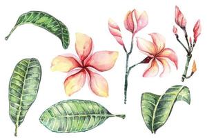 aquarel plumeria set vector