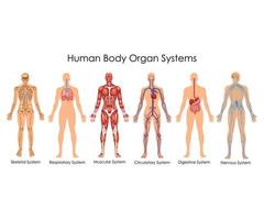 menselijk lichaam orgaan systemen vector