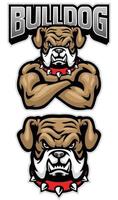 woest bulldog mascotte gekruiste arm houding vector