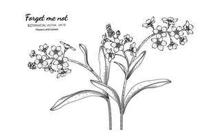 vergeet me niet bloem en blad hand getrokken botanische illustratie met lijntekeningen.