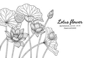 lotusbloem en blad hand getrokken botanische illustratie met lijntekeningen op een witte achtergrond. vector