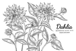 dahlia bloem en blad hand getekend botanische illustratie met lijntekeningen op een witte achtergrond. vector