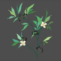 vector wild kruiden en bloemen kleurrijk artistiek botanisch illustratie