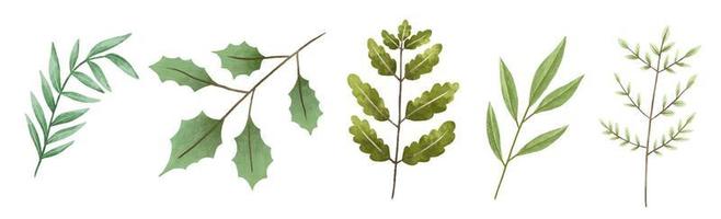hand- geschilderd botanisch illustratie, bladeren en bramen. ontwerp en afdrukken vector