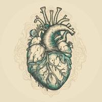 menselijk hart met aderen en slagaders. vector illustratie in wijnoogst stijl.