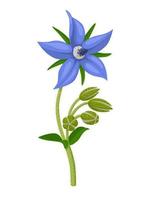 vector illustratie, borage ook bekend net zo ster bloem, geïsoleerd Aan wit achtergrond.