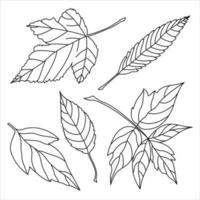 reeks van geïsoleerd vector zwart lijn illustraties van bladeren. herfst, natuur, bomen, mooi zo voor kleurboeken.