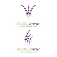 lavendel logo sjabloon vector symbool natuur