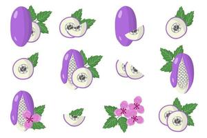 set van illustraties met akebia exotisch fruit, bloemen en bladeren geïsoleerd op een witte achtergrond. vector
