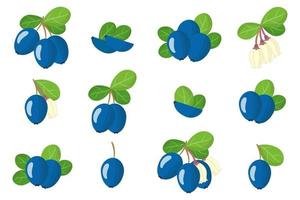 set van illustraties met blauwe bosbes exotisch fruit, bloemen en bladeren geïsoleerd op een witte achtergrond. vector