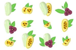 set van illustraties met asimina exotisch fruit, bloemen en bladeren geïsoleerd op een witte achtergrond. vector