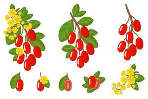 set van illustraties met berberis exotisch fruit, bloemen en bladeren geïsoleerd op een witte achtergrond. vector