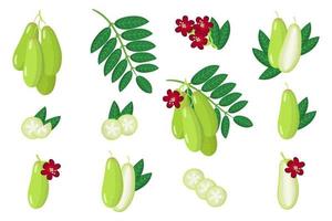 set van illustraties met bilimbi exotisch fruit, bloemen en bladeren geïsoleerd op een witte achtergrond. vector