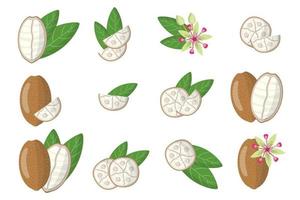 set van illustraties met cupuacu exotisch fruit, bloemen en bladeren geïsoleerd op een witte achtergrond. vector