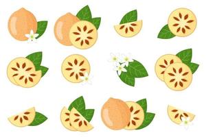 set van illustraties met bael exotisch fruit, bloemen en bladeren geïsoleerd op een witte achtergrond. vector