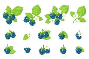 set van illustraties met Europese dauwbraam exotisch fruit, bloemen en bladeren geïsoleerd op een witte achtergrond. vector